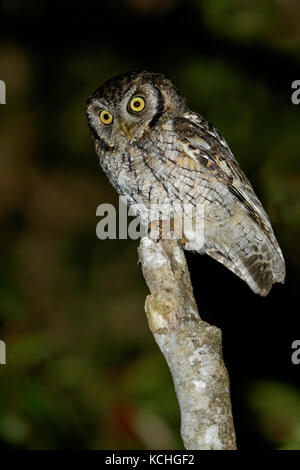 Tropische Screech-Owl (Megascops choliba) auf einem Zweig in den Atlantischen Regenwald Brasiliens thront. Stockfoto