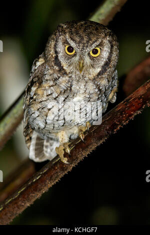 Tropische Screech-Owl (Megascops choliba) auf einem Zweig in den Atlantischen Regenwald Brasiliens thront. Stockfoto