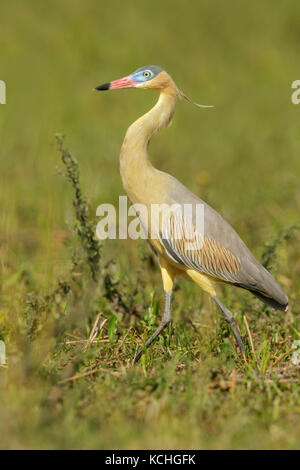 Whistling Heron (Syrigma sibilatrix) Ernährung in einem Feuchtgebiet im Pantanal Region Brasiliens. Stockfoto