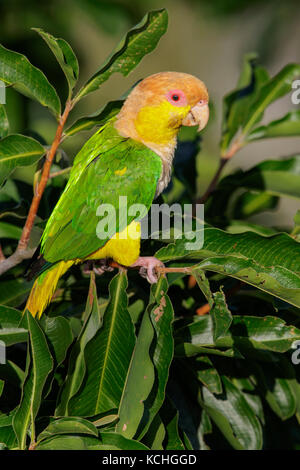 White-bellied Parrot (Pionites leucogaster) auf einem Zweig in der Amazonas in Brasilien thront. Stockfoto