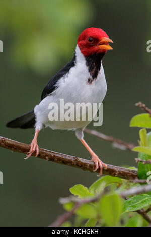 Yellow-billed Kardinal (Paroaria capitata) auf einem Zweig im Pantanal Brasilien thront. Stockfoto