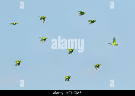 Gelb - chevroned Parakeet (Sperlingsvögel chiriri) im Pantanal Brasilien fliegen. Stockfoto