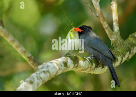 Black-fronted Nunbird nigrifrons (monasa) auf einem Zweig in den Manu Nationalpark, Peru thront. Stockfoto