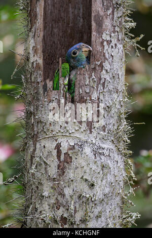 Blue-headed Parrot (Pionus Menstruus) auf einem Zweig in der Amazonas in Peru thront. Stockfoto