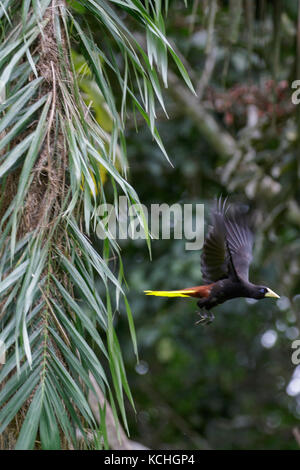 Crested Oropendola (Psarocolius decumanus) auf einem Zweig in der Amazonas in Peru thront. Stockfoto