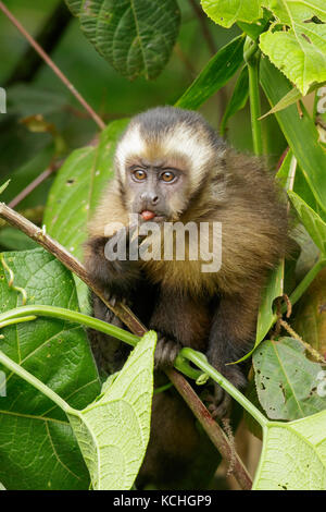 Braun Cappuchin Monkey thront auf einem Zweig in den Manu Nationalpark, Peru. Stockfoto