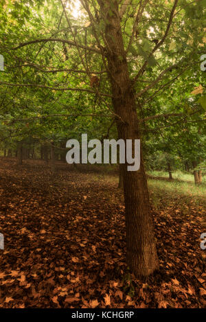 Ahorn Waldboden bedeckt mit Teppich der Blätter im Herbst Stockfoto