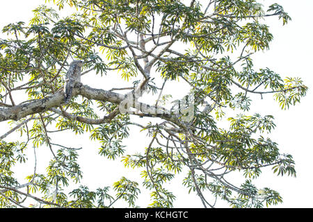 Great Potoo (Nyctibius grandis) auf einem Zweig in der Amazonas in Peru thront. Stockfoto