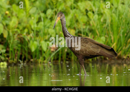 Limpkin (Aramus guarauna) Ernährung entlang dem Ufer von einem altarm im Manu Nationalpark, Peru. Stockfoto