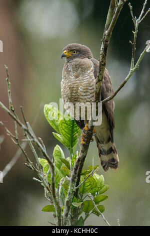 Am Straßenrand Hawk (Buteo magnirostris) auf einem Zweig in den Manu Nationalpark, Peru thront. Stockfoto