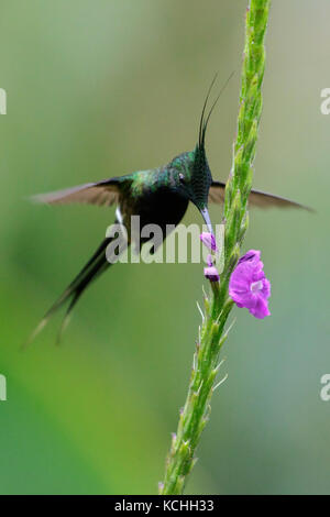 Kabel-Crested Thorntail (Popelairia popelairii) fliegen und Fütterung eine Blume in der Amazonas in Peru Stockfoto