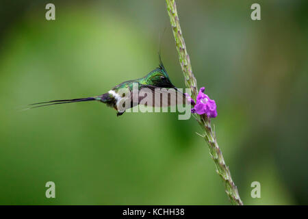 Kabel-Crested Thorntail (Popelairia popelairii) fliegen und Fütterung eine Blume in der Amazonas in Peru Stockfoto