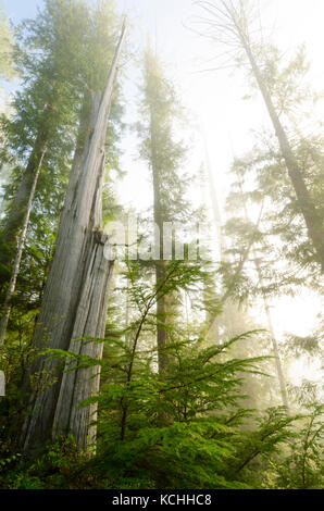 Alte Western Red Cedar (Thuja plicata), Carmanah Valley, British Columbia Stockfoto