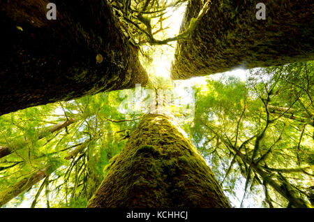 Die drei Schwestern, ein Hain von massive Sitka-Fichte (Picea sitchensis) in Carmanah-Walbran Provincial Park, BC Stockfoto