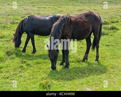 Wilden Dartmoor Ponys in der Nähe Haytor Felsen, Nationalpark Dartmoor, Devon Stockfoto