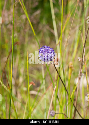 Devil's Bit scabious (Succisa pratensis) Blühende auf Rannoch Moor, Scottish Highlands Stockfoto