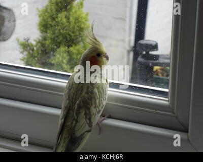 Ein niedliches Haustier pearl Nymphensittich durch ein Fenster Stockfoto