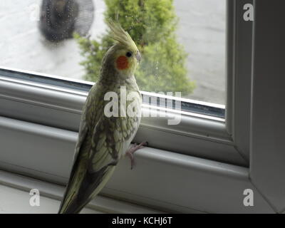 Ein niedliches Haustier pearl Nymphensittich durch ein Fenster Stockfoto