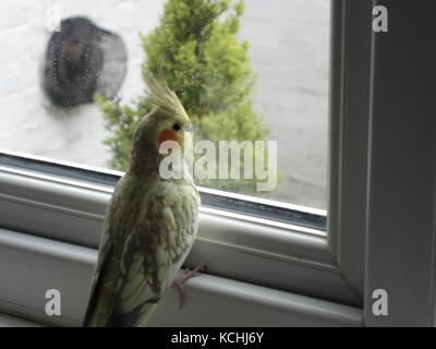 Ein niedliches Haustier pearl Nymphensittich durch ein Fenster Stockfoto