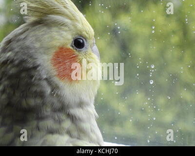 Ein niedliches Haustier pearl Nymphensittich durch ein Fenster Stockfoto