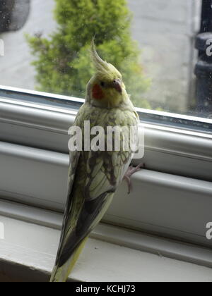 Ein niedliches Haustier pearl Nymphensittich durch ein Fenster Stockfoto