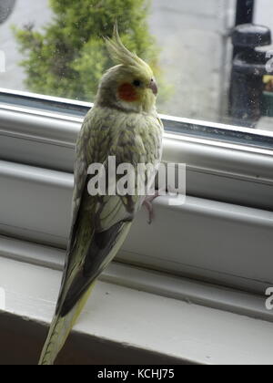 Ein niedliches Haustier pearl Nymphensittich durch ein Fenster Stockfoto