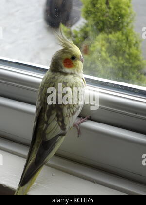 Ein niedliches Haustier pearl Nymphensittich durch ein Fenster Stockfoto