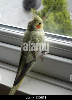 Ein niedliches Haustier pearl Nymphensittich durch ein Fenster Stockfoto