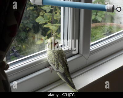 Ein niedliches Haustier pearl Nymphensittich durch ein Fenster Stockfoto