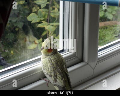 Ein niedliches Haustier pearl Nymphensittich durch ein Fenster Stockfoto