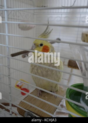 Eine weibliche Pearl nymphensittich Vogel im Käfig Stockfoto