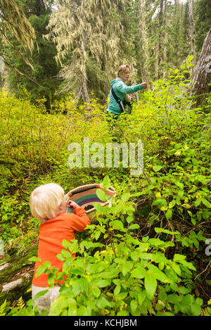 Eine Frau und ihre beiden Kinder abholen Heidelbeeren in Kokanee Glacier Provincial Park, obwohl ihr ältester Junge seinen Anteil ist nun in Stockfoto