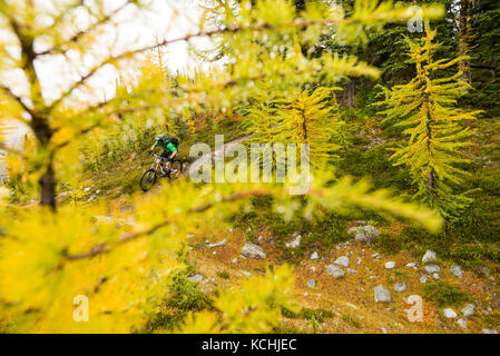 Ein Mountainbiker reitet ein Trail hinter den gelben Lärchen im Jumbo Pass, British Columbia. Stockfoto