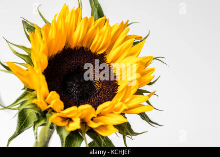 High key Sonnenblume in der Blüte Stockfoto