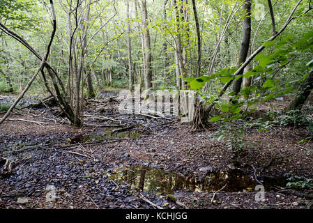 Der Torf zone Der valganna, Naturpark Beispiel von Vegetation und grünen Valganna, Italien Stockfoto