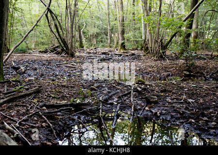 Der Torf zone Der valganna, Naturpark Beispiel von Vegetation und grünen Valganna, Italien Stockfoto