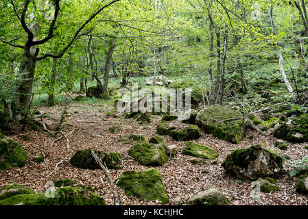 Der Torf zone Der valganna, Naturpark Beispiel von Vegetation und grünen Valganna, Italien Stockfoto