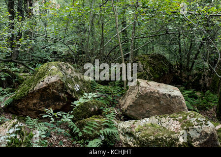 Der Torf zone Der valganna, Naturpark Beispiel von Vegetation und grünen Valganna, Italien Stockfoto