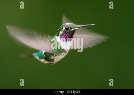 White-bellied Woodstar (Chaetocercus mulsant) fliegen und Fütterung eine Blume in den Bergen von Kolumbien, Südamerika. Stockfoto