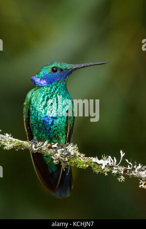 Sekt coruscans Violetear (Colibri) auf einem Zweig in den Bergen von Kolumbien, Südamerika thront. Stockfoto