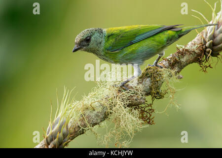 Black-capped Tanager (Tangara heinei) thront auf einem Zweig in den Bergen von Kolumbien, Südamerika Stockfoto