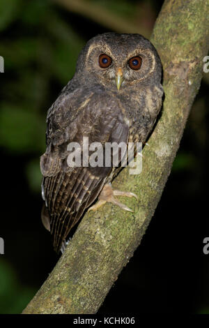 Gefleckte Eule (Strix virgata) thront auf einem Zweig in den Bergen von Kolumbien, Südamerika. Stockfoto