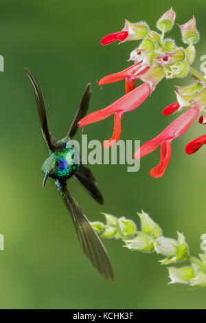 Grün Violett - Ohr (Colibri thalassinus) fliegen und Fütterung eine Blume in den Bergen von Kolumbien, Südamerika. Stockfoto