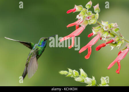 Grün Violett - Ohr (Colibri thalassinus) fliegen und Fütterung eine Blume in den Bergen von Kolumbien, Südamerika. Stockfoto