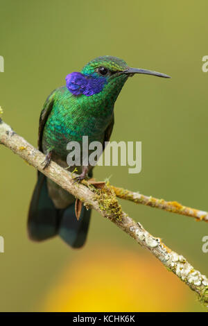 Grün Violett - Ohr (Colibri thalassinus) auf einem Zweig in den Bergen von Kolumbien, Südamerika thront. Stockfoto