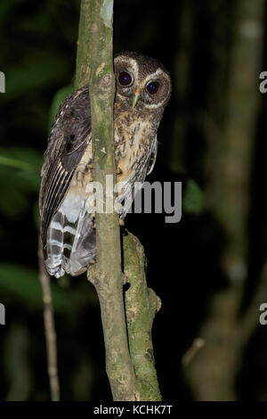 Gefleckte Eule (Strix virgata) thront auf einem Zweig in den Bergen von Kolumbien, Südamerika. Stockfoto