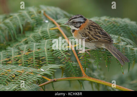 Rufous-collared Sparrow (Zonotrichia capensis) thront auf einem Zweig in den Bergen von Kolumbien, Südamerika. Stockfoto