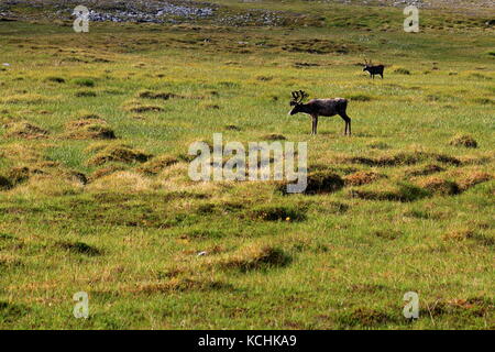 Rentiere auf der Halbinsel Nordkapp in Norwegen Stockfoto