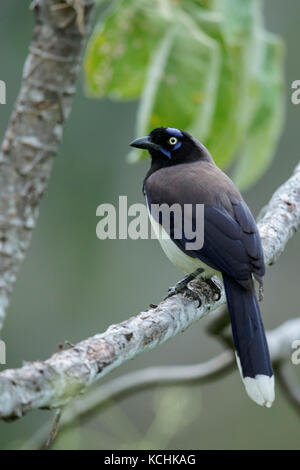 Schwarz-chested Jay (Cyanocorax affinis) thront auf einem Zweig in den Bergen von Kolumbien, Südamerika. Stockfoto