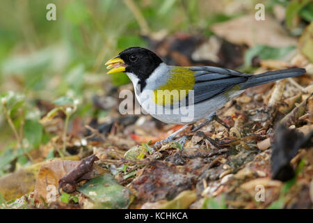 Golden-winged Sparrow (Arremon schlegeli) auf dem Boden in den Bergen von Kolumbien, Südamerika thront. Stockfoto